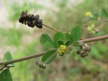 Fotografia da espécie Medicago lupulina