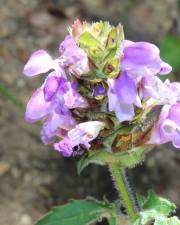 Fotografia da espécie Prunella grandiflora