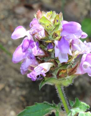 Fotografia 1 da espécie Prunella grandiflora no Jardim Botânico UTAD