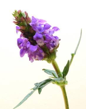 Fotografia 8 da espécie Prunella grandiflora no Jardim Botânico UTAD