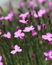 Fotografia da espécie Dianthus pungens