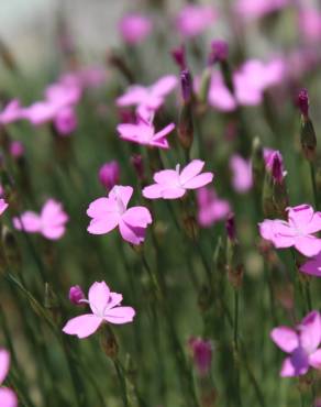 Fotografia 1 da espécie Dianthus pungens subesp. brachyanthus no Jardim Botânico UTAD