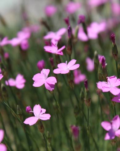 Fotografia de capa Dianthus pungens subesp. brachyanthus - do Jardim Botânico