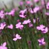 Fotografia 1 da espécie Dianthus pungens subesp. brachyanthus do Jardim Botânico UTAD