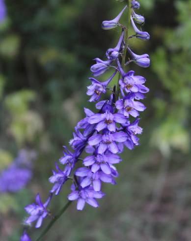 Fotografia de capa Delphinium bolosii - do Jardim Botânico