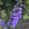 Fotografia 1 da espécie Delphinium bolosii do Jardim Botânico UTAD