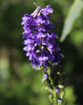 Fotografia 4 da espécie Delphinium bolosii no Jardim Botânico UTAD