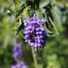 Fotografia 5 da espécie Delphinium bolosii do Jardim Botânico UTAD