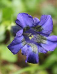 Gentiana angustifolia subesp. angustifolia