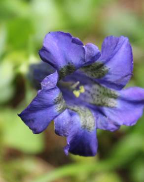 Fotografia 1 da espécie Gentiana angustifolia subesp. angustifolia no Jardim Botânico UTAD