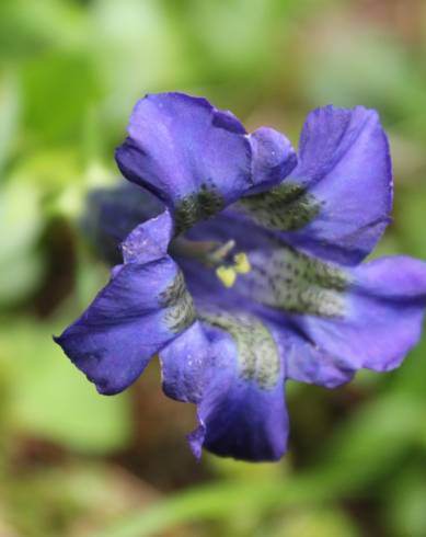 Fotografia de capa Gentiana angustifolia subesp. angustifolia - do Jardim Botânico