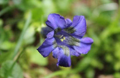 Fotografia da espécie Gentiana angustifolia subesp. angustifolia