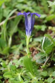 Fotografia da espécie Gentiana angustifolia subesp. angustifolia