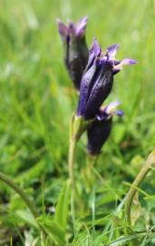 Fotografia da espécie Gentiana angustifolia subesp. angustifolia