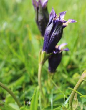 Fotografia 3 da espécie Gentiana angustifolia subesp. angustifolia no Jardim Botânico UTAD