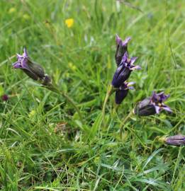 Fotografia da espécie Gentiana angustifolia subesp. angustifolia