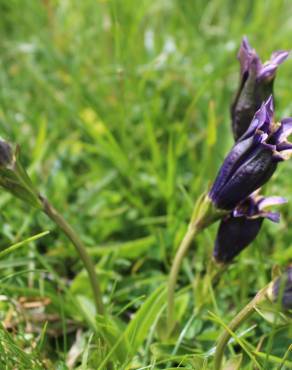 Fotografia 5 da espécie Gentiana angustifolia subesp. angustifolia no Jardim Botânico UTAD