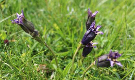 Fotografia da espécie Gentiana angustifolia subesp. angustifolia