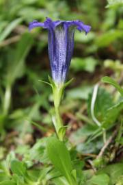 Fotografia da espécie Gentiana angustifolia subesp. angustifolia