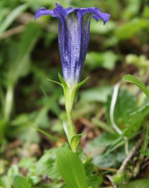 Fotografia 6 da espécie Gentiana angustifolia subesp. angustifolia no Jardim Botânico UTAD