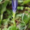 Fotografia 6 da espécie Gentiana angustifolia subesp. angustifolia do Jardim Botânico UTAD