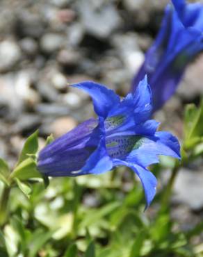 Fotografia 7 da espécie Gentiana angustifolia subesp. angustifolia no Jardim Botânico UTAD