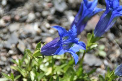 Fotografia da espécie Gentiana angustifolia subesp. angustifolia