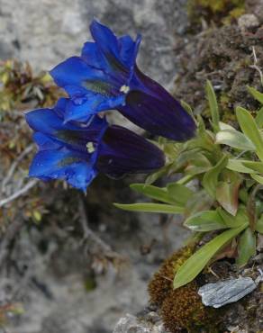 Fotografia 8 da espécie Gentiana angustifolia subesp. angustifolia no Jardim Botânico UTAD