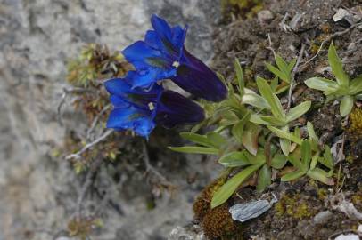 Fotografia da espécie Gentiana angustifolia subesp. angustifolia