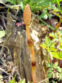 Fotografia da espécie Equisetum arvense