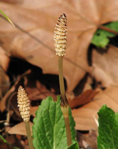 Fotografia de capa Equisetum arvense - do Jardim Botânico