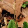 Fotografia 1 da espécie Equisetum arvense do Jardim Botânico UTAD