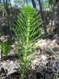 Fotografia da espécie Equisetum telmateia