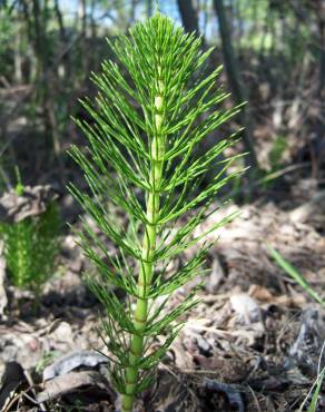 Fotografia 3 da espécie Equisetum telmateia no Jardim Botânico UTAD