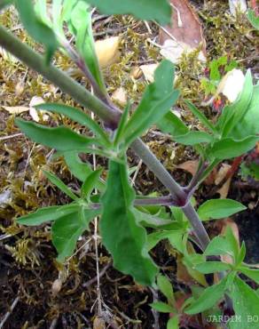 Fotografia 3 da espécie Silene nutans subesp. nutans no Jardim Botânico UTAD