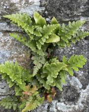 Fotografia da espécie Asplenium adiantum-nigrum