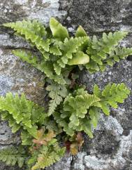 Asplenium adiantum-nigrum var. corunnense