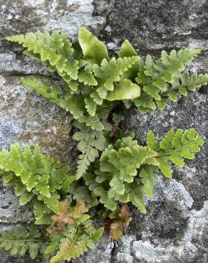 Fotografia 1 da espécie Asplenium adiantum-nigrum var. corunnense no Jardim Botânico UTAD