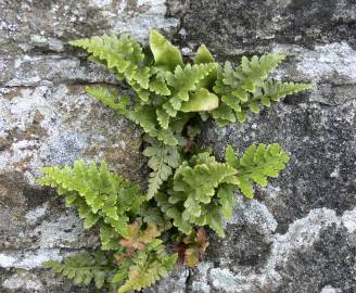 Fotografia da espécie Asplenium adiantum-nigrum var. corunnense