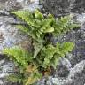 Fotografia 1 da espécie Asplenium adiantum-nigrum var. corunnense do Jardim Botânico UTAD