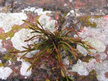 Fotografia da espécie Asplenium septentrionale