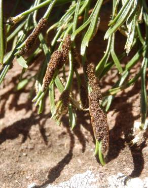 Fotografia 3 da espécie Asplenium septentrionale no Jardim Botânico UTAD