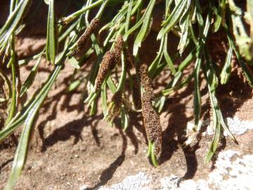 Fotografia da espécie Asplenium septentrionale