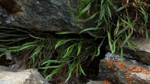 Fotografia da espécie Asplenium septentrionale