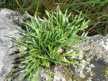 Fotografia da espécie Asplenium septentrionale