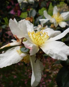 Fotografia 6 da espécie Camellia sasanqua no Jardim Botânico UTAD