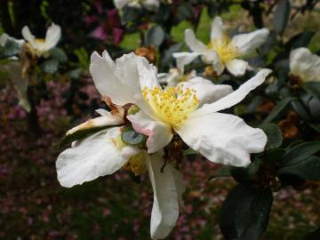 Fotografia da espécie Camellia sasanqua