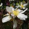 Fotografia 6 da espécie Camellia sasanqua do Jardim Botânico UTAD