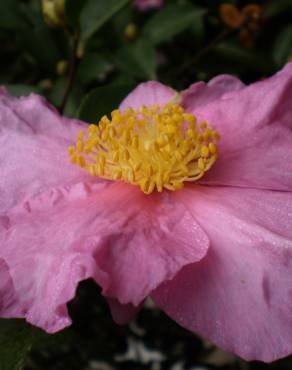 Fotografia 8 da espécie Camellia sasanqua no Jardim Botânico UTAD