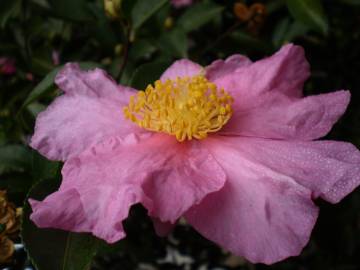 Fotografia da espécie Camellia sasanqua